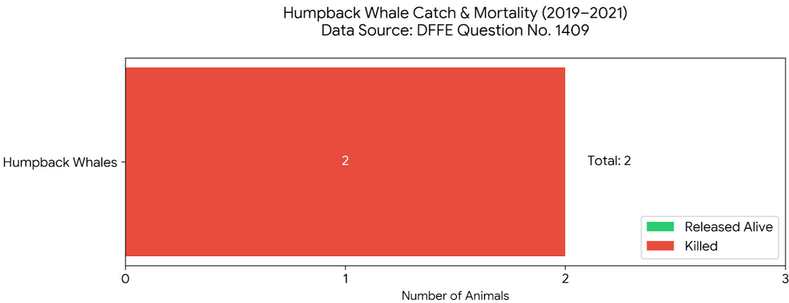 Entangled shark Hammerhead shark